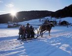 Pferdeschlitten fahren im Sarntal
